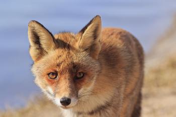 ���մ��齫���Ʋ�ѯ��Ƶ�����ɹ�һŮ������α�����д浥���թƭ171��...